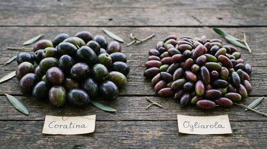 cultivar olive pugliesi olio monocultivar coratina ogliarola bottega imperiale