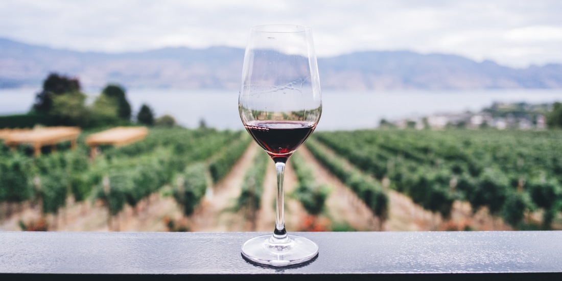 🍷 Vino Convenzionale, Biologico, Naturale e Senza Solfiti: che differenza c'è?